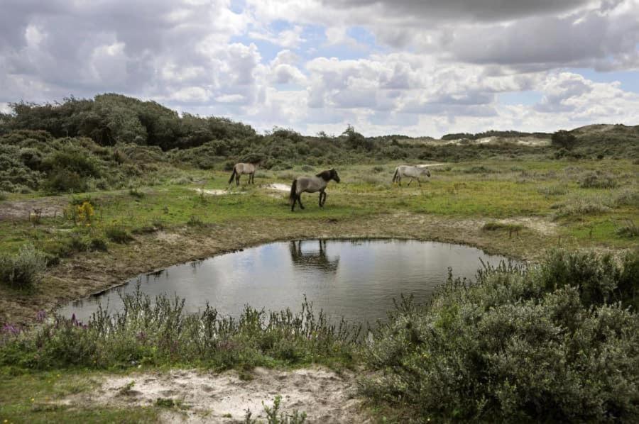 Vakantiehuisje Aan Zee Vlakbij Plopsaland En Het Strand - Casa Memphis De Panne Exteriör bild